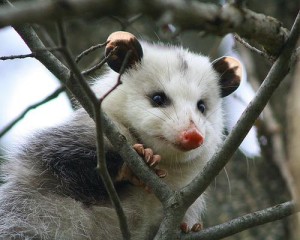 Cute-Opossum